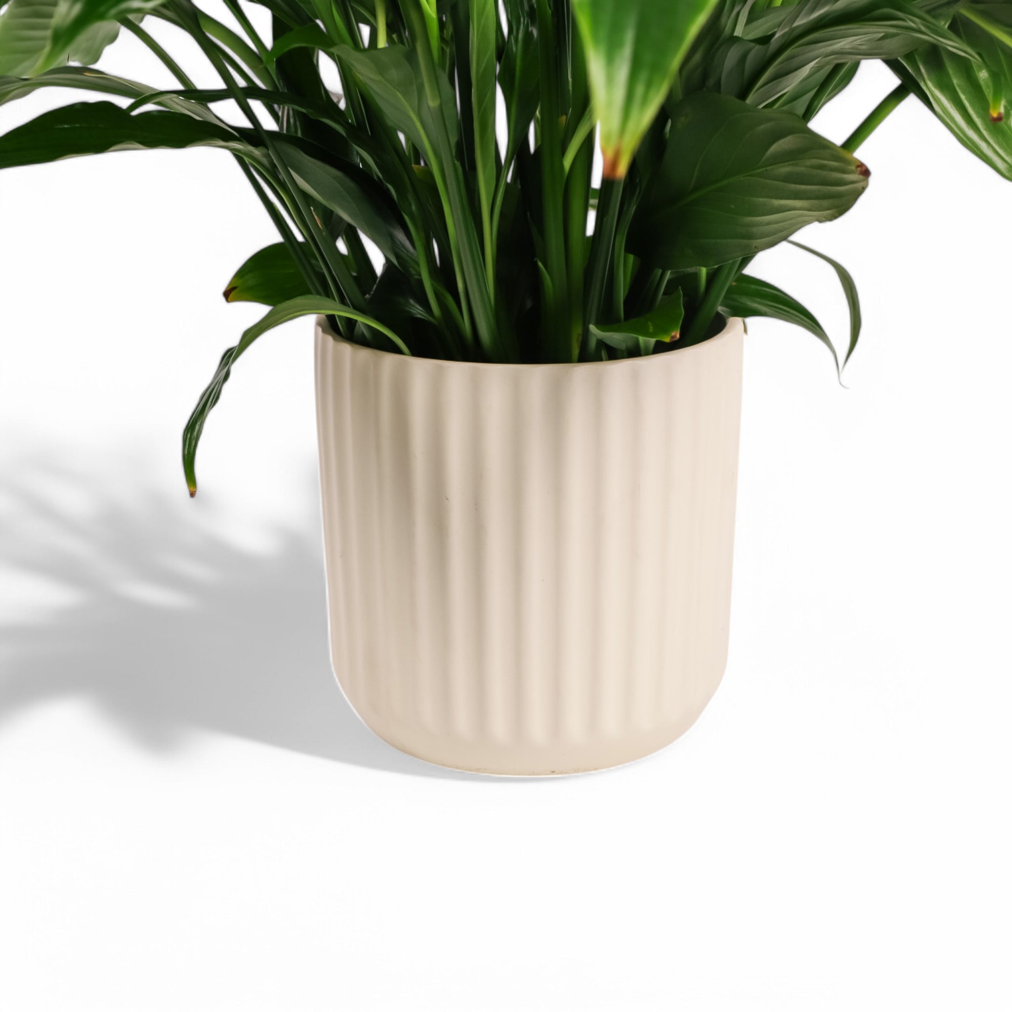 Peace Lily Planting from Green Fresh Florals + Plants