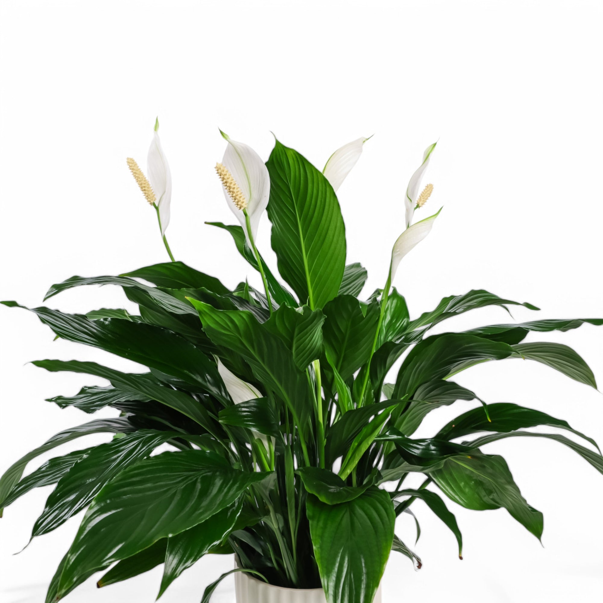 Peace Lily Planting from Green Fresh Florals + Plants