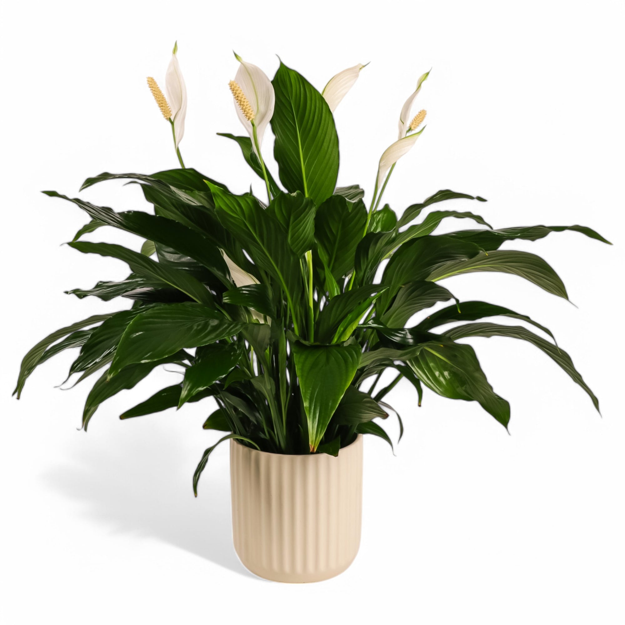 Peace Lily Planting from Green Fresh Florals + Plants