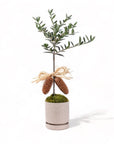 Peaceful Olive Gemstone Planting from Green Fresh Florals + Plants