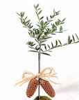 Peaceful Olive Gemstone Planting from Green Fresh Florals + Plants