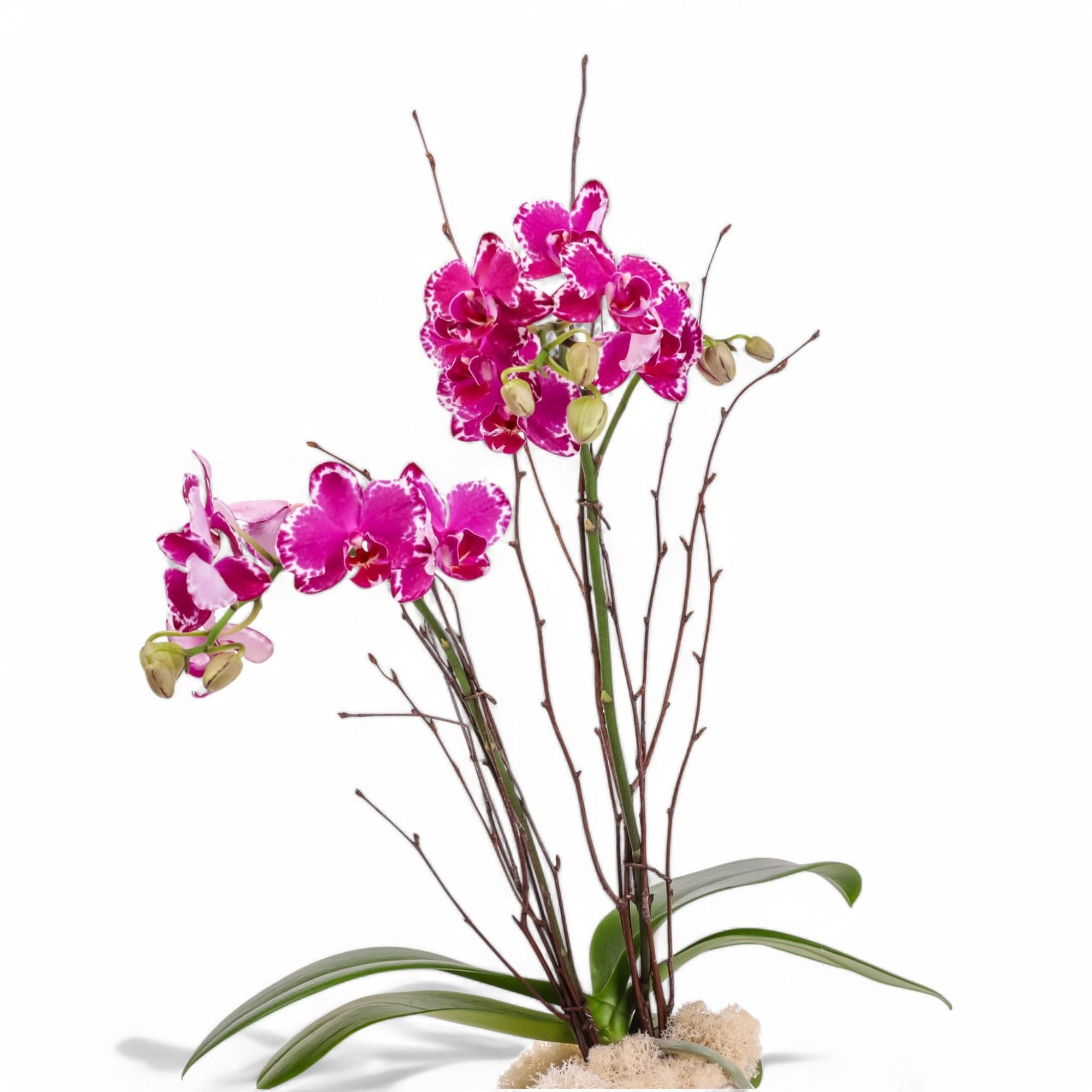 Purple Avant-Garden Mini Orchid Planting - Green Fresh Florals + Plants