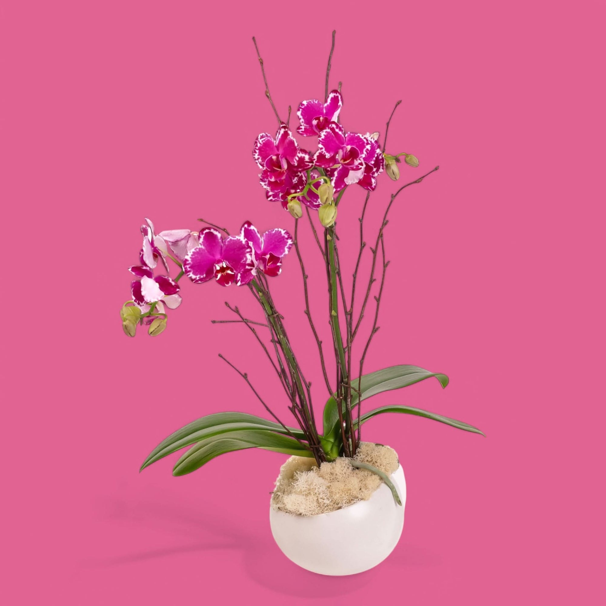 Purple Avant-Garden Mini Orchid Planting - Green Fresh Florals + Plants