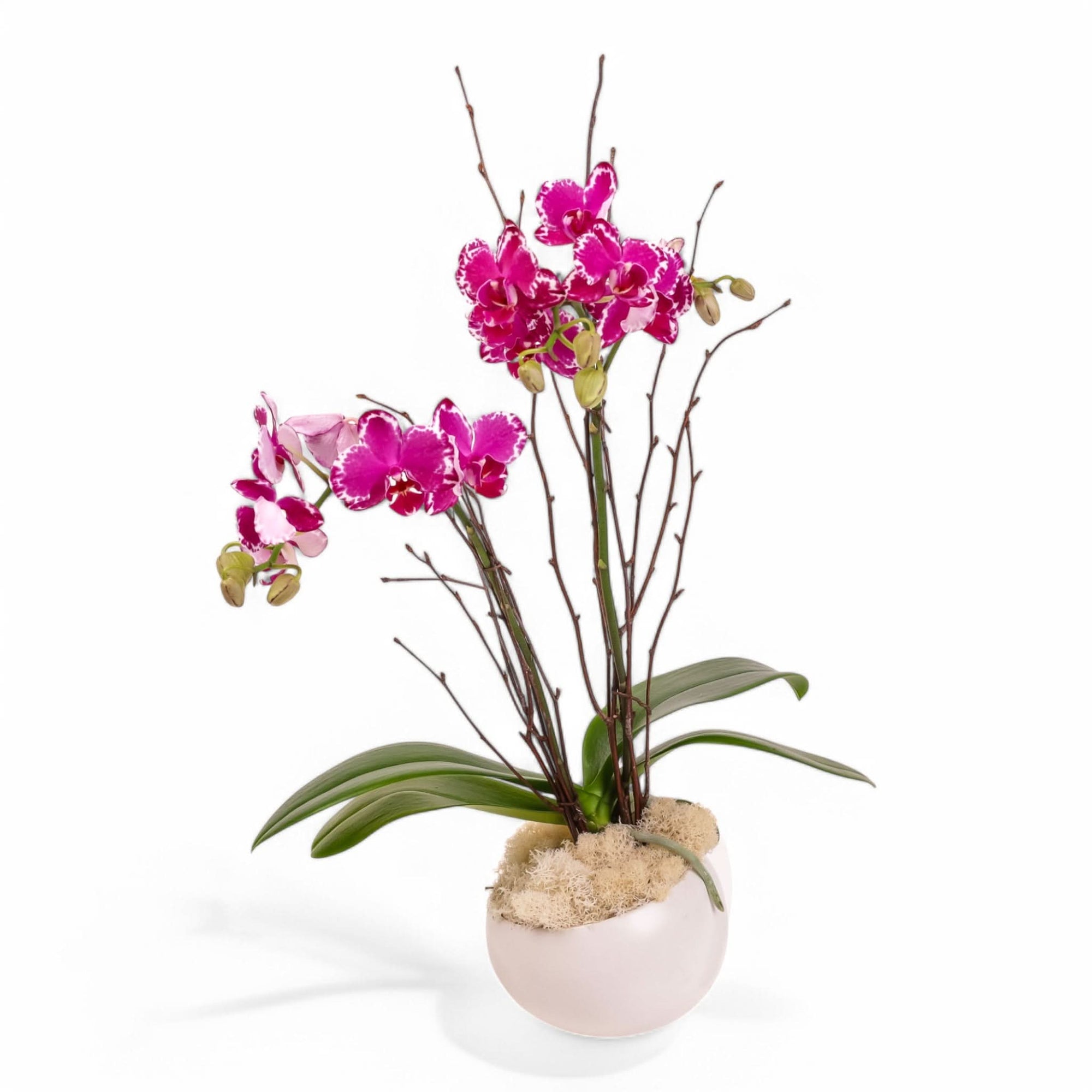 Purple Avant-Garden Mini Orchid Planting - Green Fresh Florals + Plants