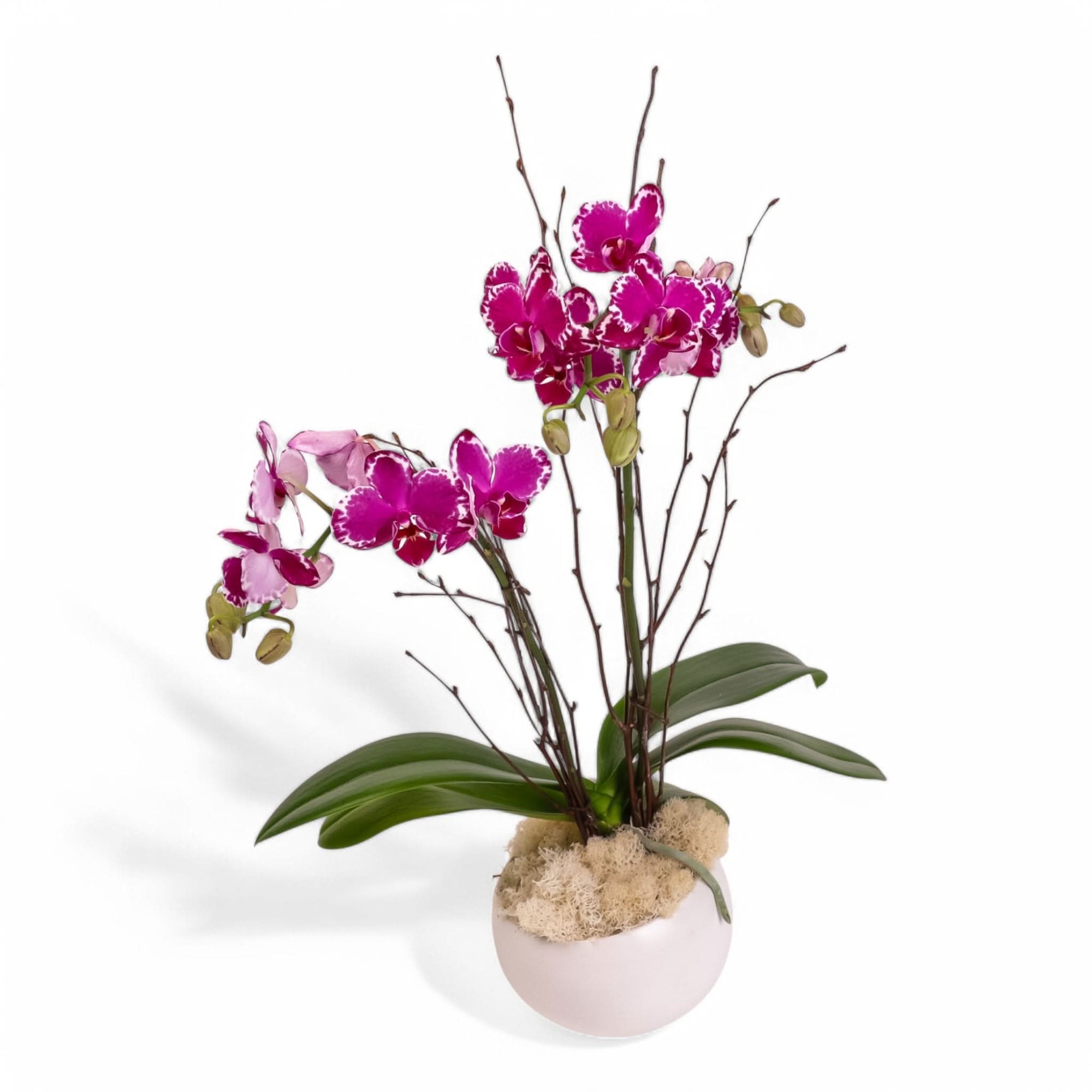 Purple Avant-Garden Orchid Planting - Green Fresh Florals + Plants