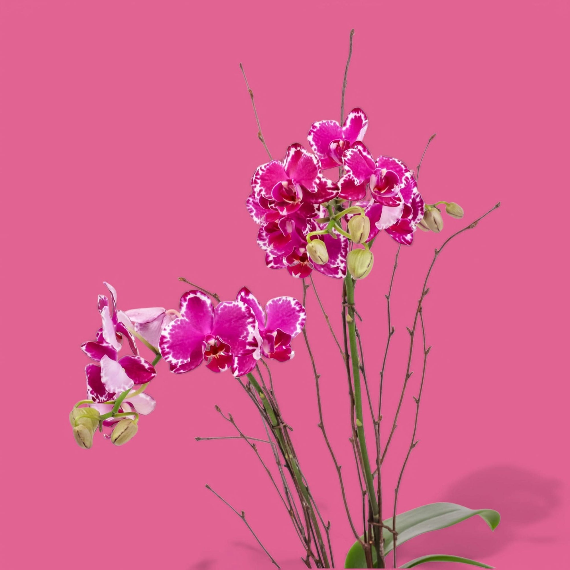 Purple Avant-Garden Mini Orchid Planting - Green Fresh Florals + Plants
