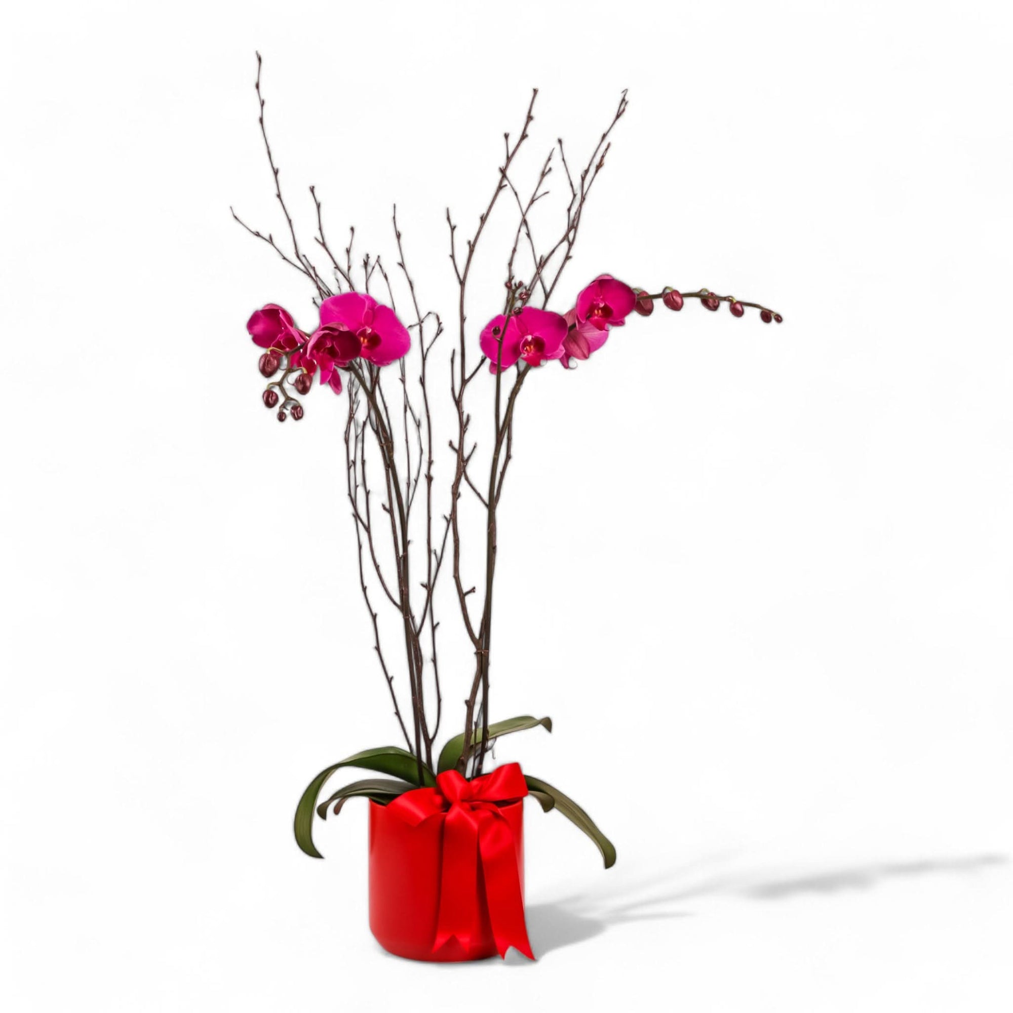 Orchid Lover Planting