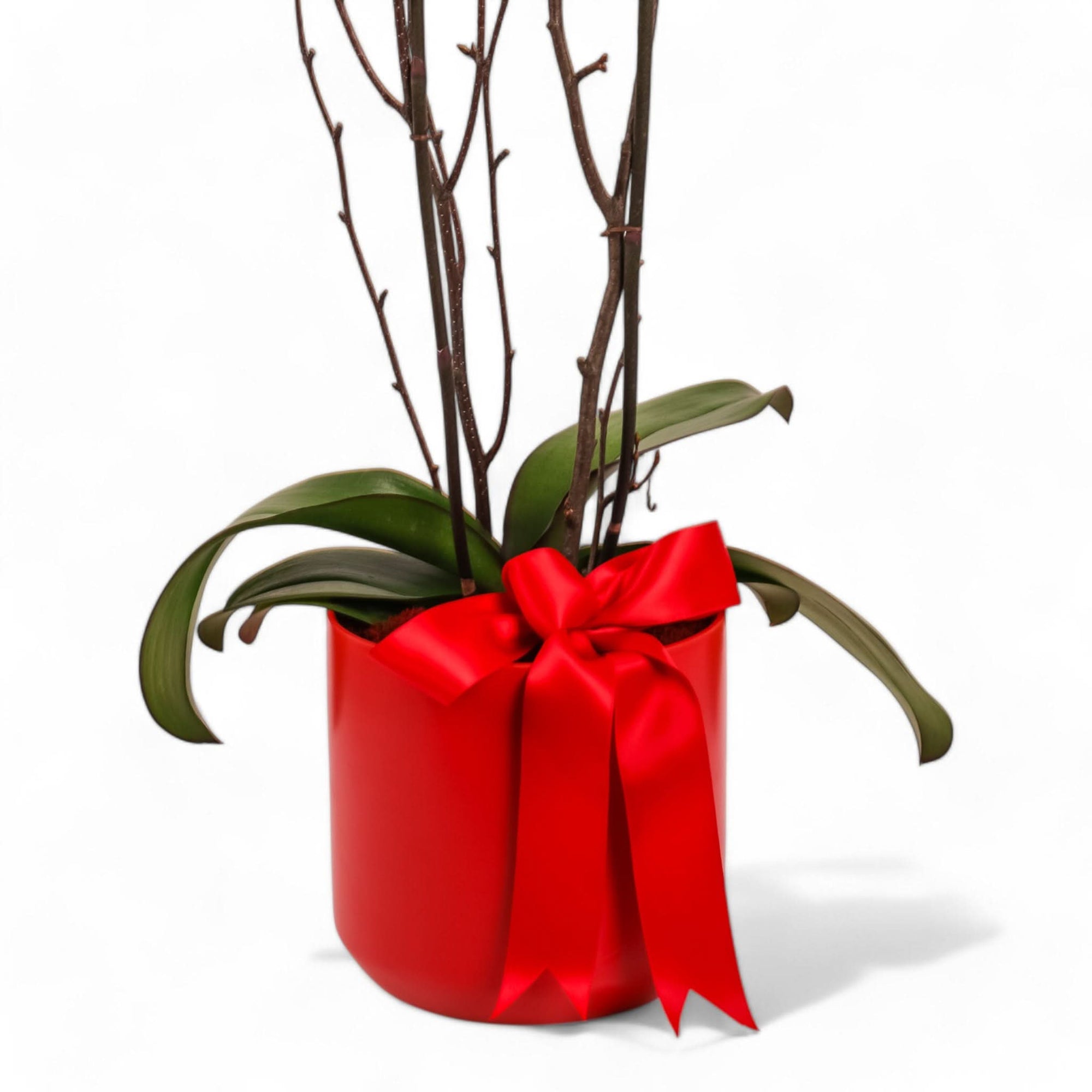 Orchid Lover Planting