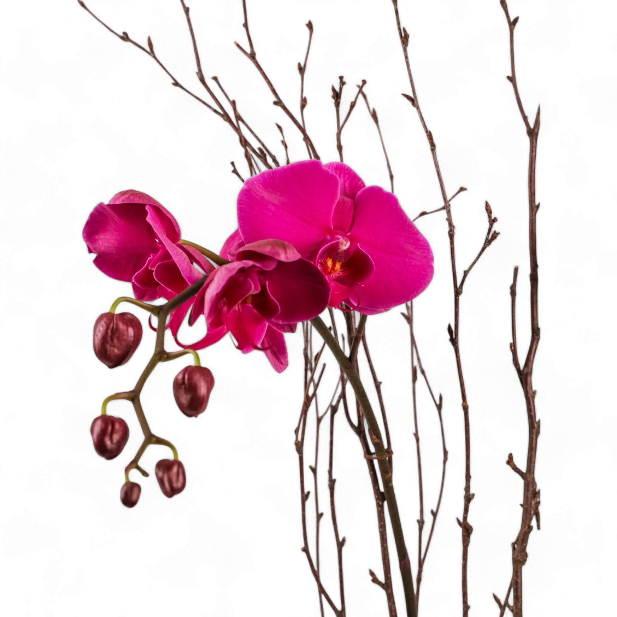 Orchid Lover Planting