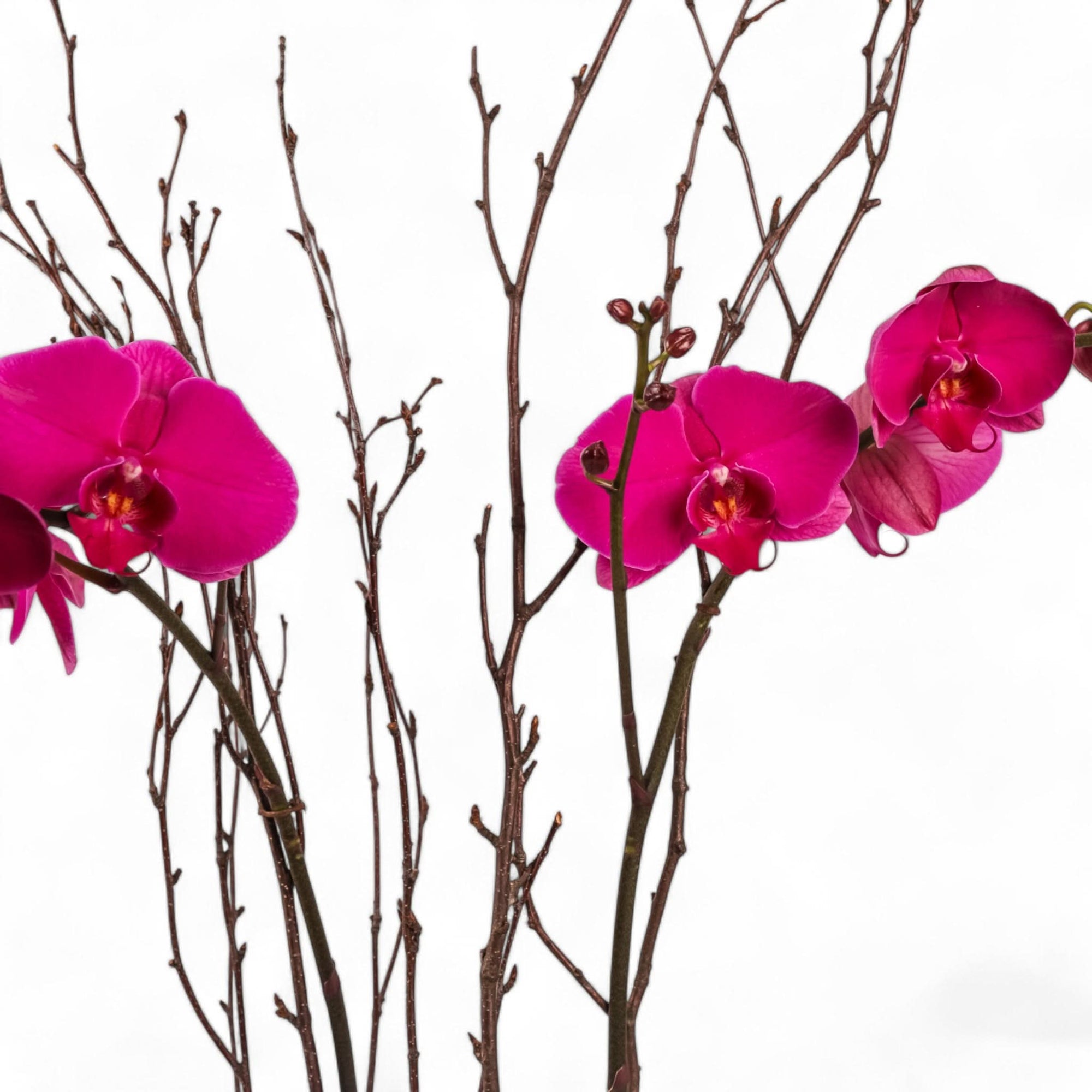 Orchid Lover Planting
