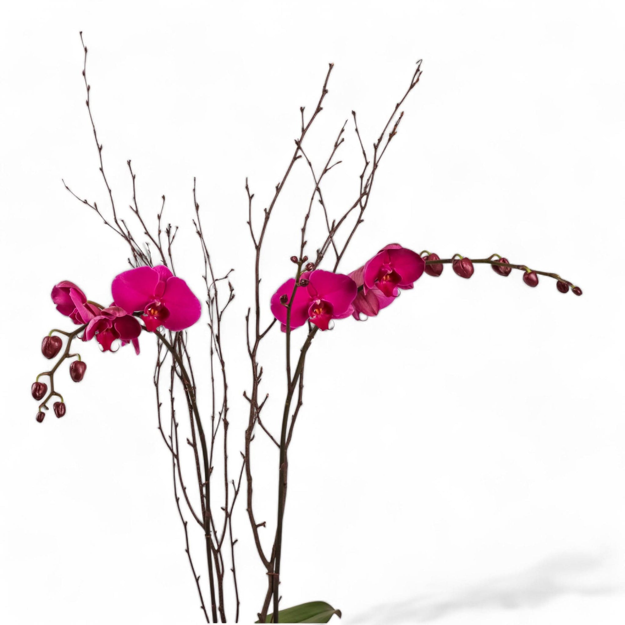 Orchid Lover Planting