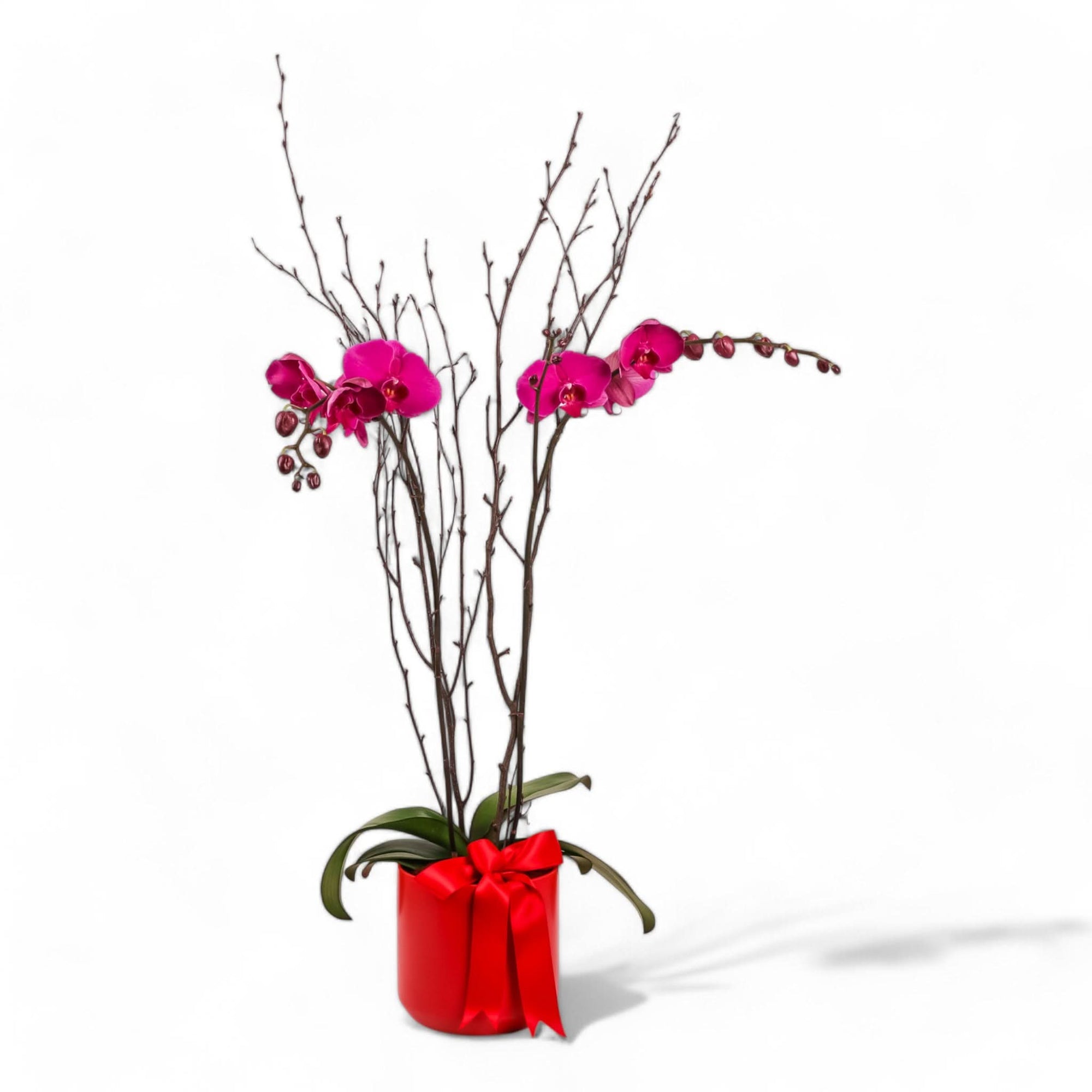 Orchid Lover Planting
