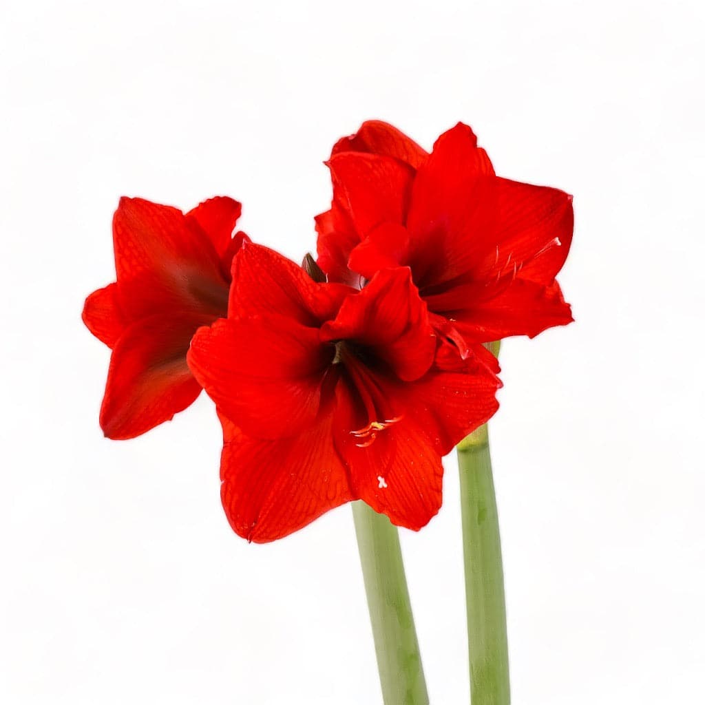 Red Amaryllis in Red Bolle Bowl from Green Fresh Florals + Plants