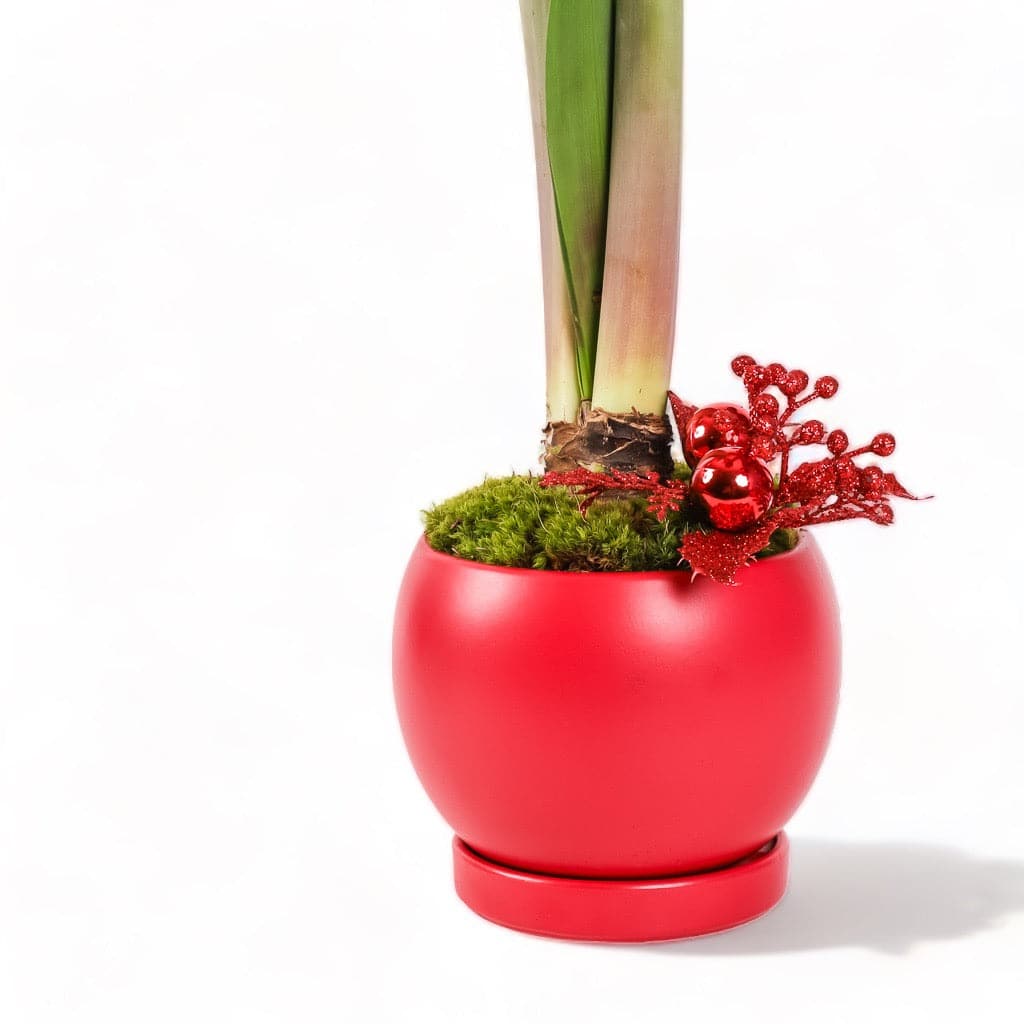 Red Bolle Bowl from Green Fresh Florals + Plants