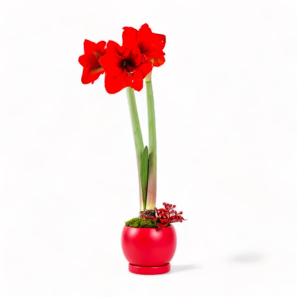 Red Amaryllis in Red Bolle Bowl from Green Fresh Florals + Plants