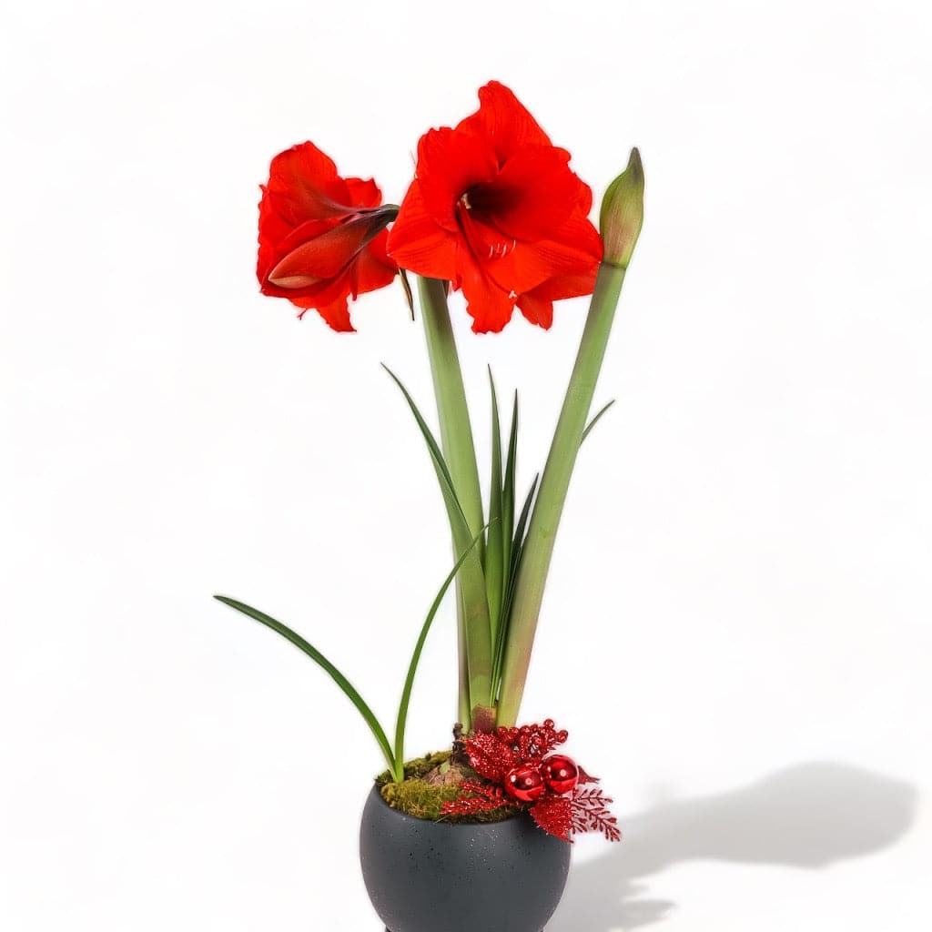 Red Amaryllis in Forest Green Bolle Bowl from Green Fresh Florals + Plants