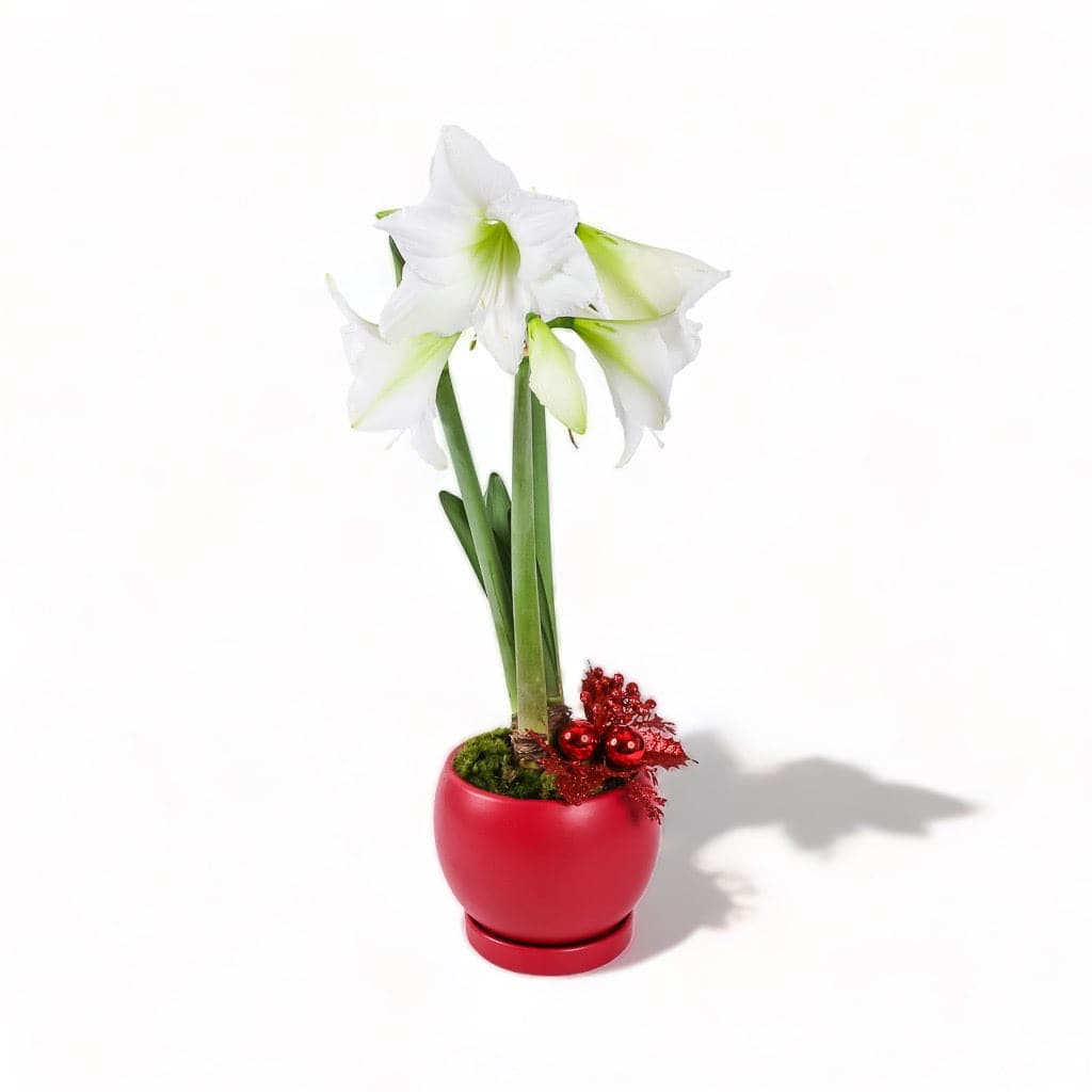 White Amaryllis in Red Bolle Bowl from Green Fresh Florals + Plants