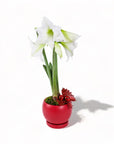 White Amaryllis in Red Bolle Bowl from Green Fresh Florals + Plants
