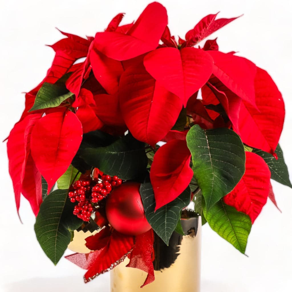 Classic Holiday Poinsettia Planting