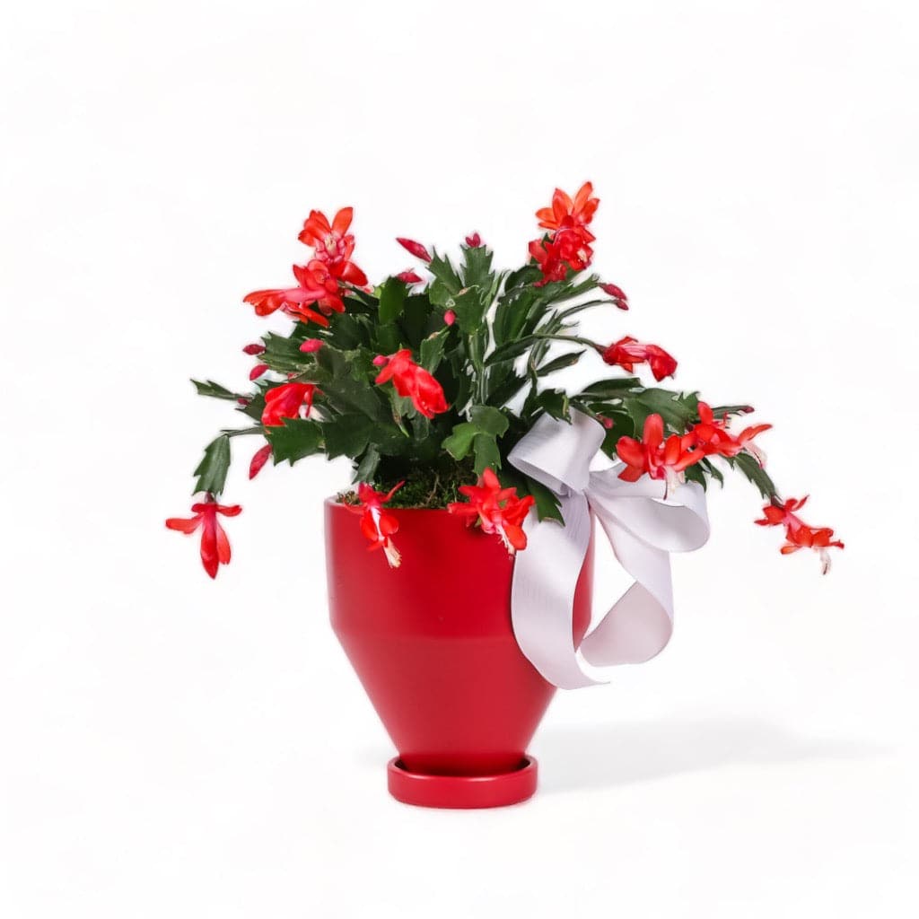 Red Jouvet Joy Christmas Cactus from Green Fresh Florals + Plants