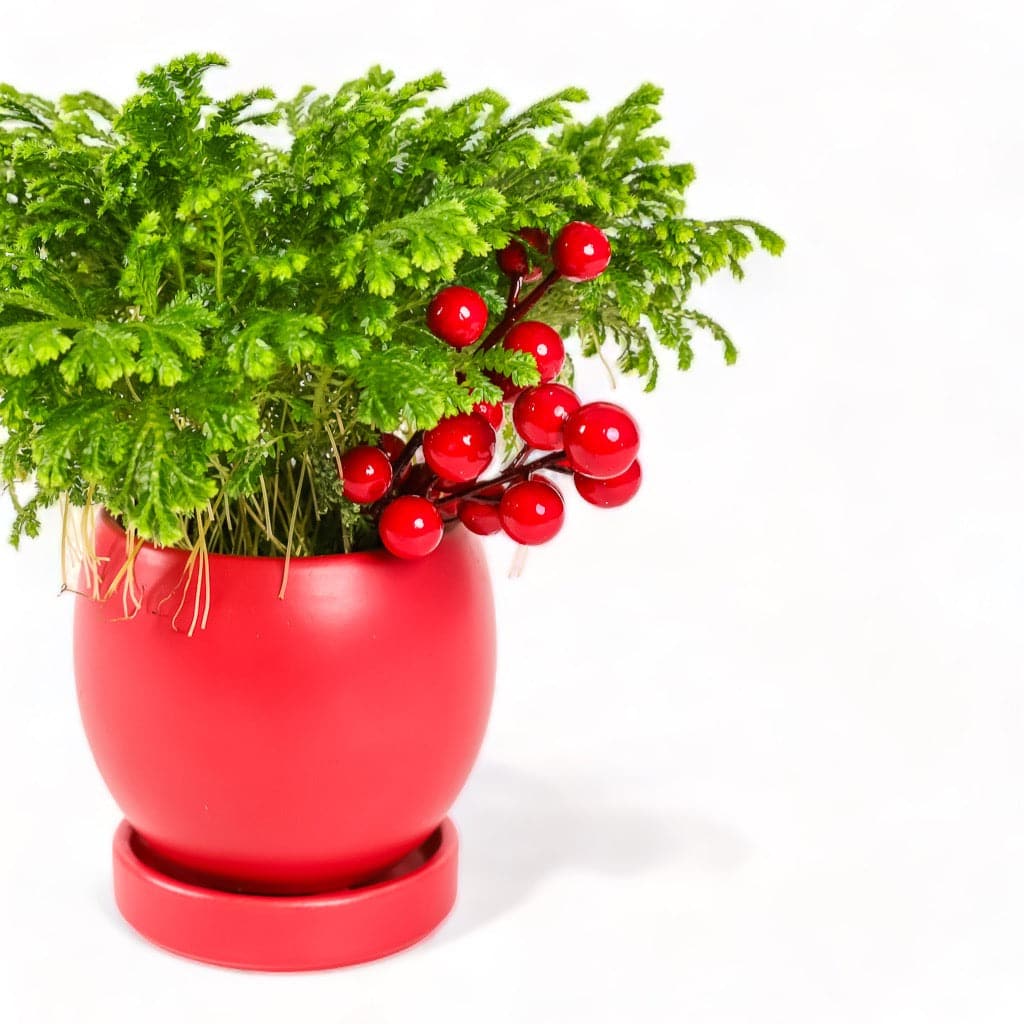 Red Yuletide Frosty Fern from Green Fresh Florals + Plants