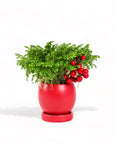 Red Yuletide Frosty Fern from Green Fresh Florals + Plants