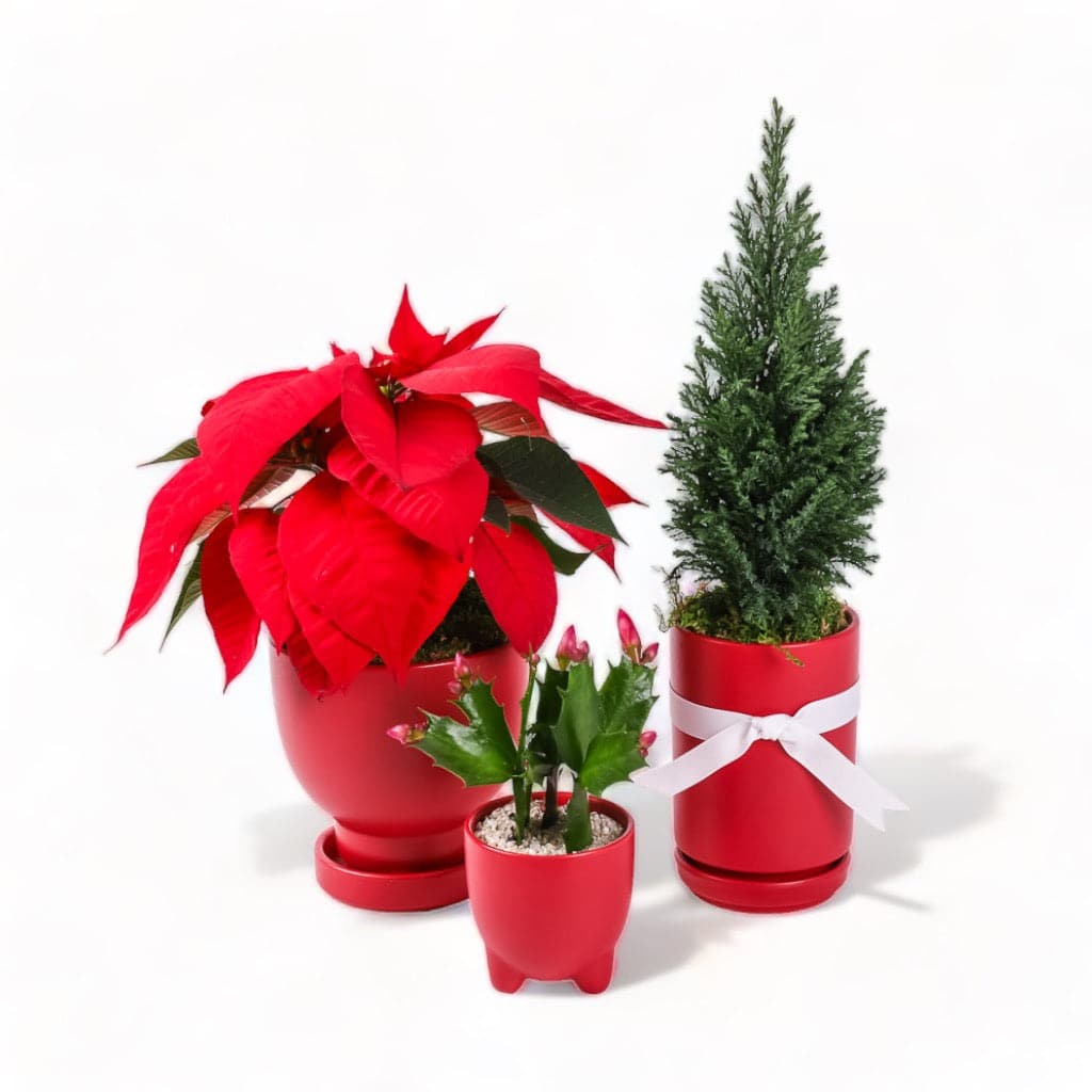 Red Yuletide Plant Junkie Ensemble from Green Fresh Florals + Plants