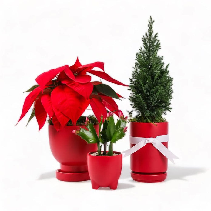 Green Fresh Florals + Plants San Diego's Finest SameDay Delivery