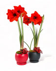 Red Amaryllis in Red and Forest Green Bolle Bowl from Green Fresh Florals + Plants
