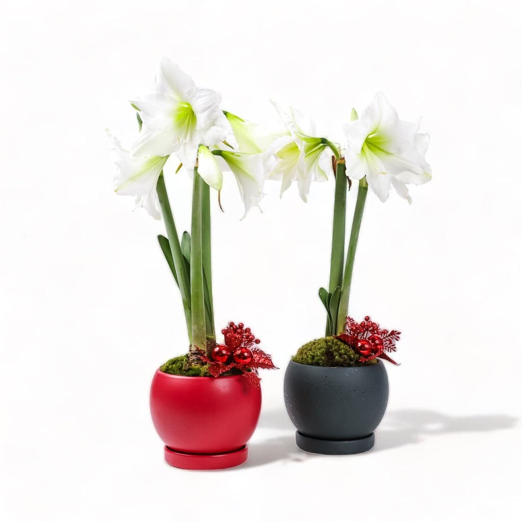 White Amaryllis in Red and Forest Green Bolle Bowl from Green Fresh Florals + Plants