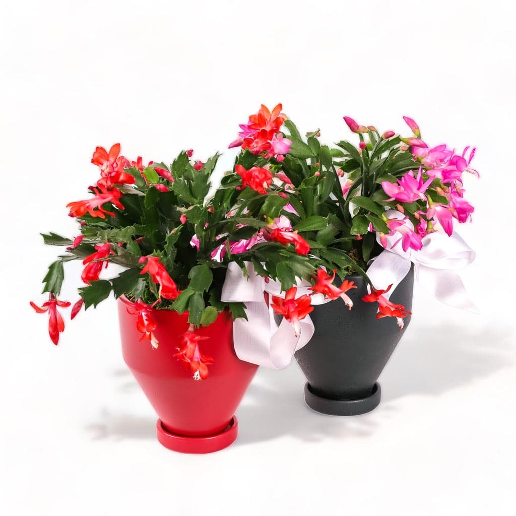 Red and Forest Green Jouvet Joy Christmas Cactus from Green Fresh Florals + Plants
