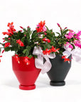 Red and Forest Green Jouvet Joy Christmas Cactus from Green Fresh Florals + Plants