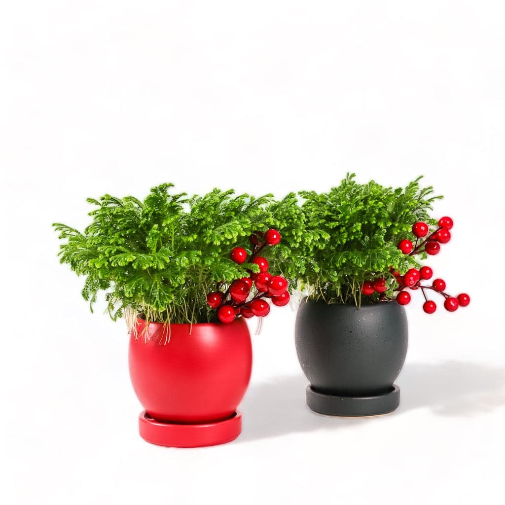 Red and Forest Green Yuletide Frosty Ferns from Green Fresh Florals + Plants