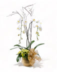 Regular Elegance Orchid Pairing from Green Fresh Florals + Plants