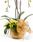 Regular Elegance Orchid Pairing from Green Fresh Florals + Plants