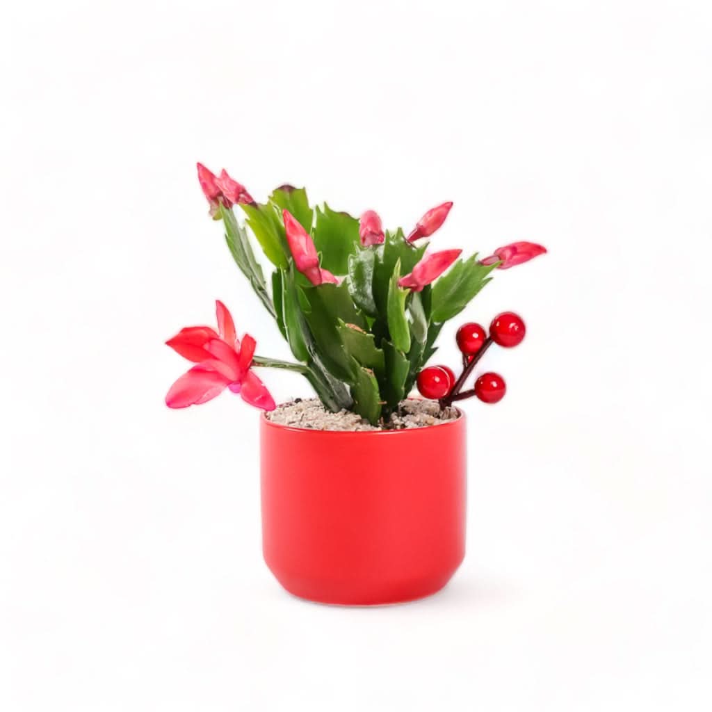Scarlet Gem Christmas Cactus from Green Fresh Florals + Plants