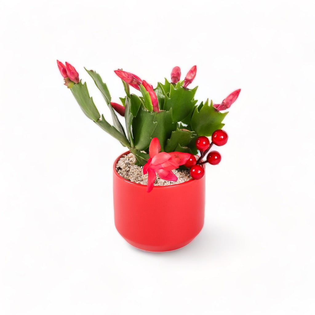 Scarlet Gem Christmas Cactus from Green Fresh Florals + Plants