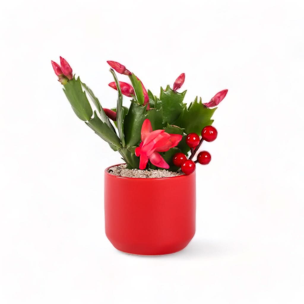 Scarlet Gem Christmas Cactus from Green Fresh Florals + Plants
