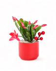 Scarlet Gem Christmas Cactus from Green Fresh Florals + Plants