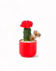 Scarlet Gem Mini Cactus