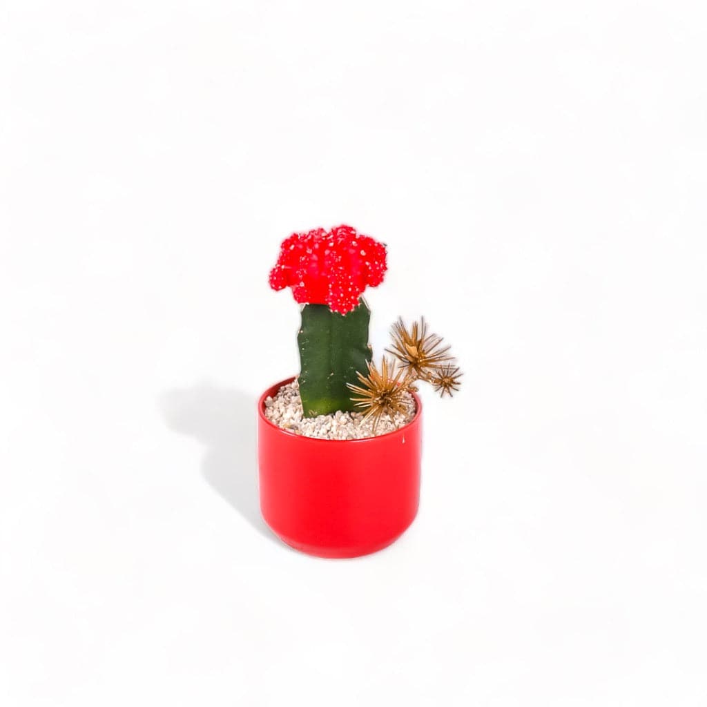 Scarlet Gem Mini Cactus