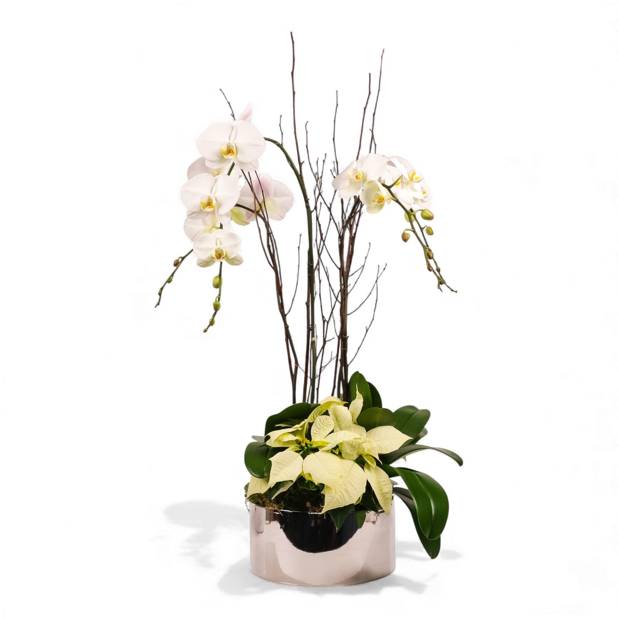 Silver Holiday Elegance Orchid Pairing from Green Fresh Florals + Plants