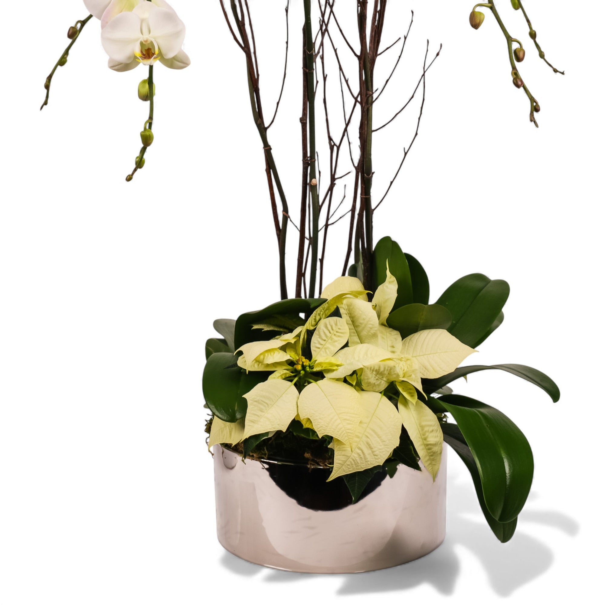 Silver Holiday Elegance Orchid Pairing from Green Fresh Florals + Plants