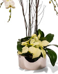 Silver Holiday Elegance Orchid Pairing from Green Fresh Florals + Plants