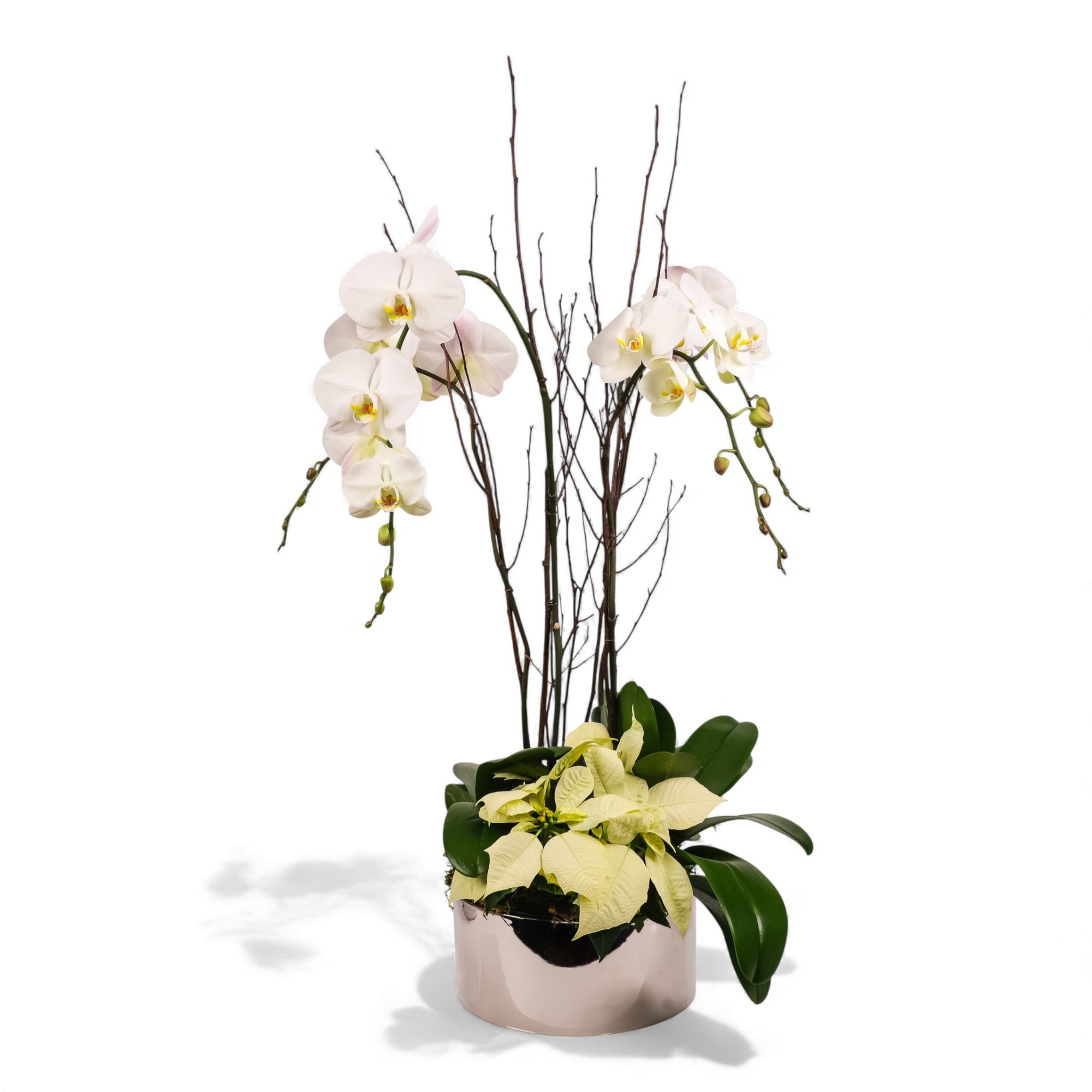 Silver Holiday Elegance Orchid Pairing from Green Fresh Florals + Plants