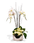 Silver Holiday Elegance Orchid Pairing from Green Fresh Florals + Plants