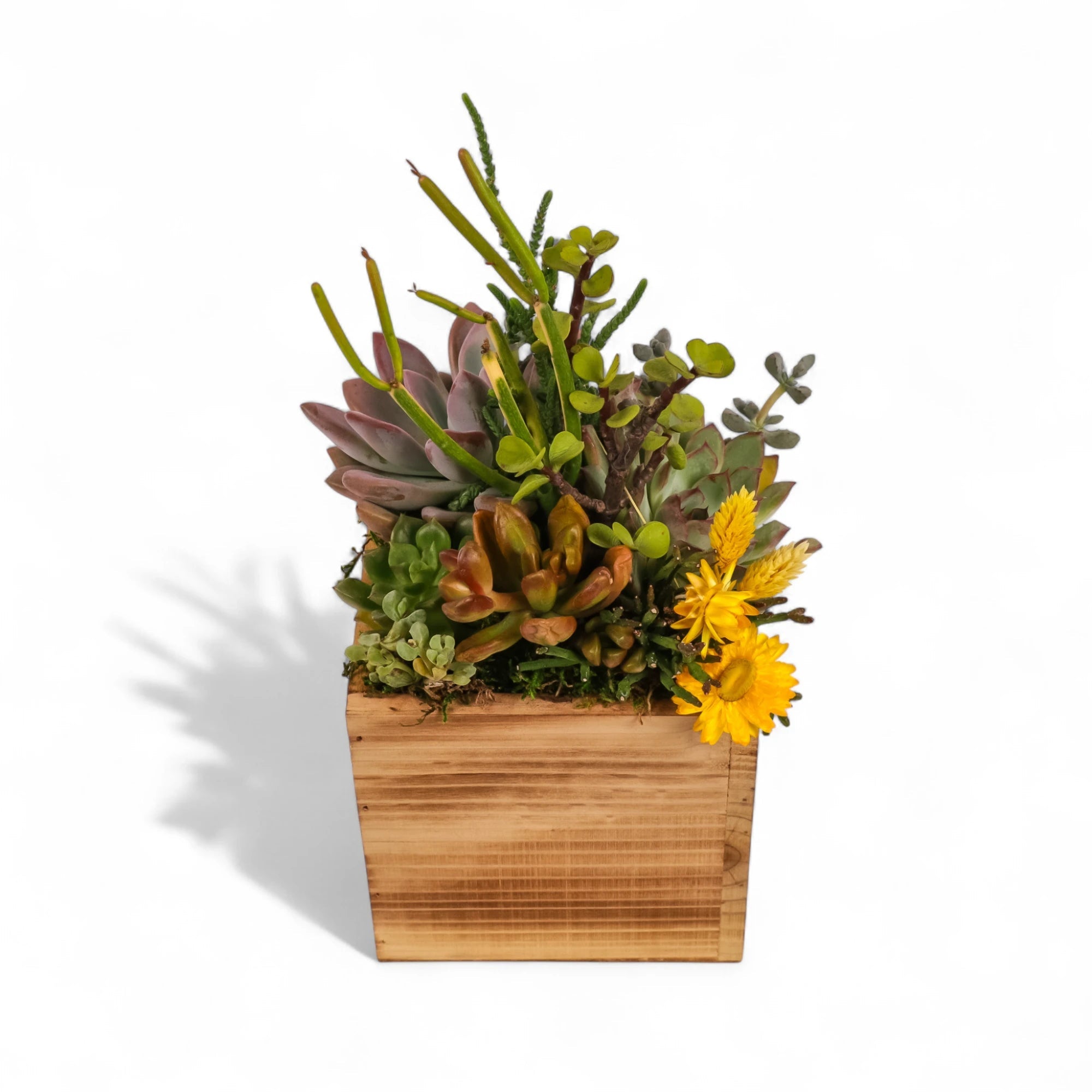 Square Wood Box Succulent Planting from Green Fresh Florals + Plants