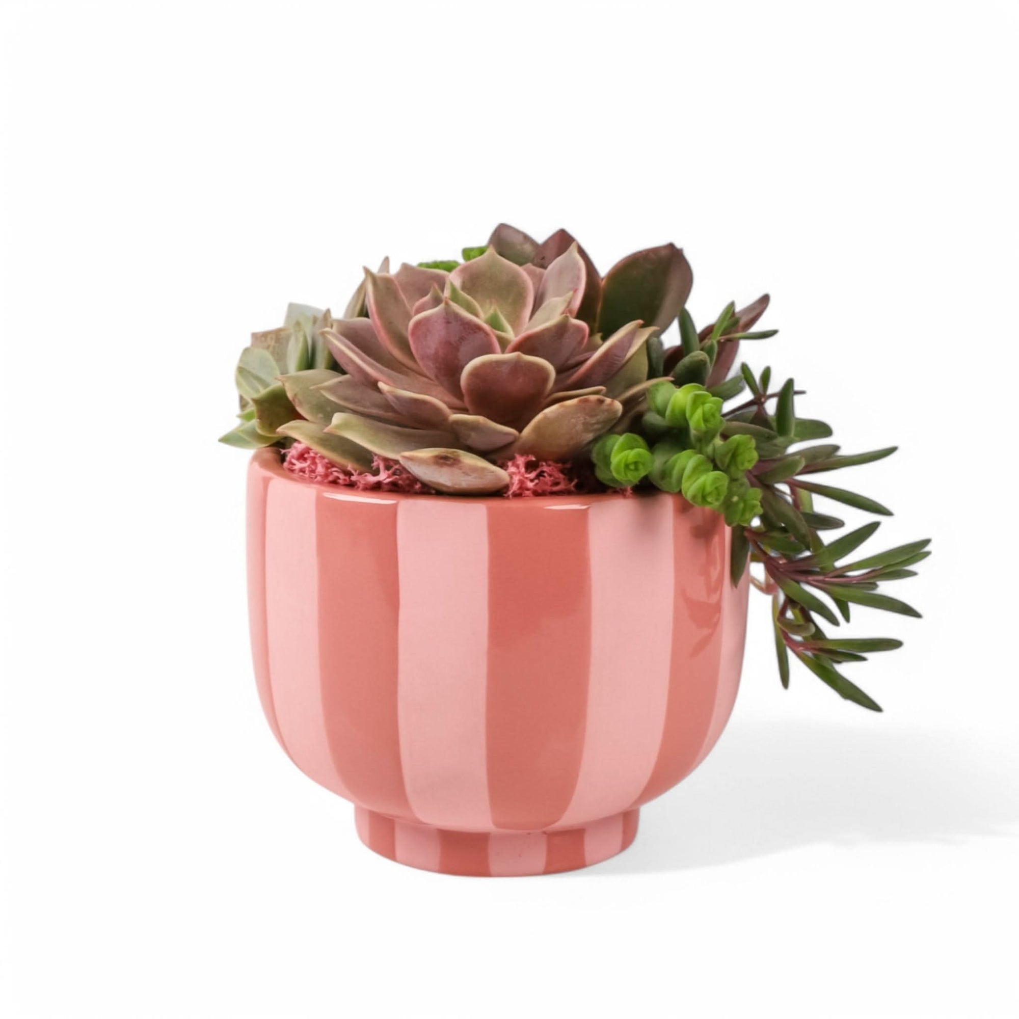 Succulent Sweetie Planting from Green Fresh Florals + Plants