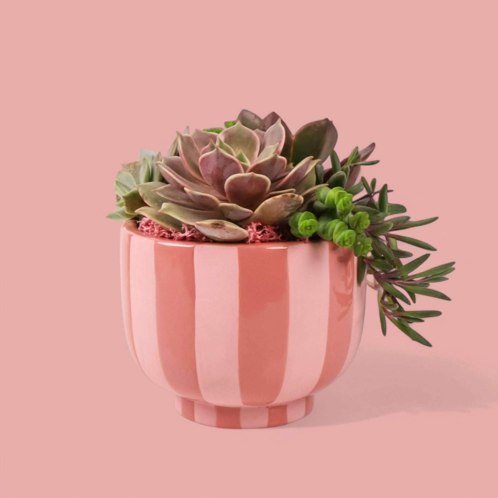 Succulent Sweetie Planting from Green Fresh Florals + Plants