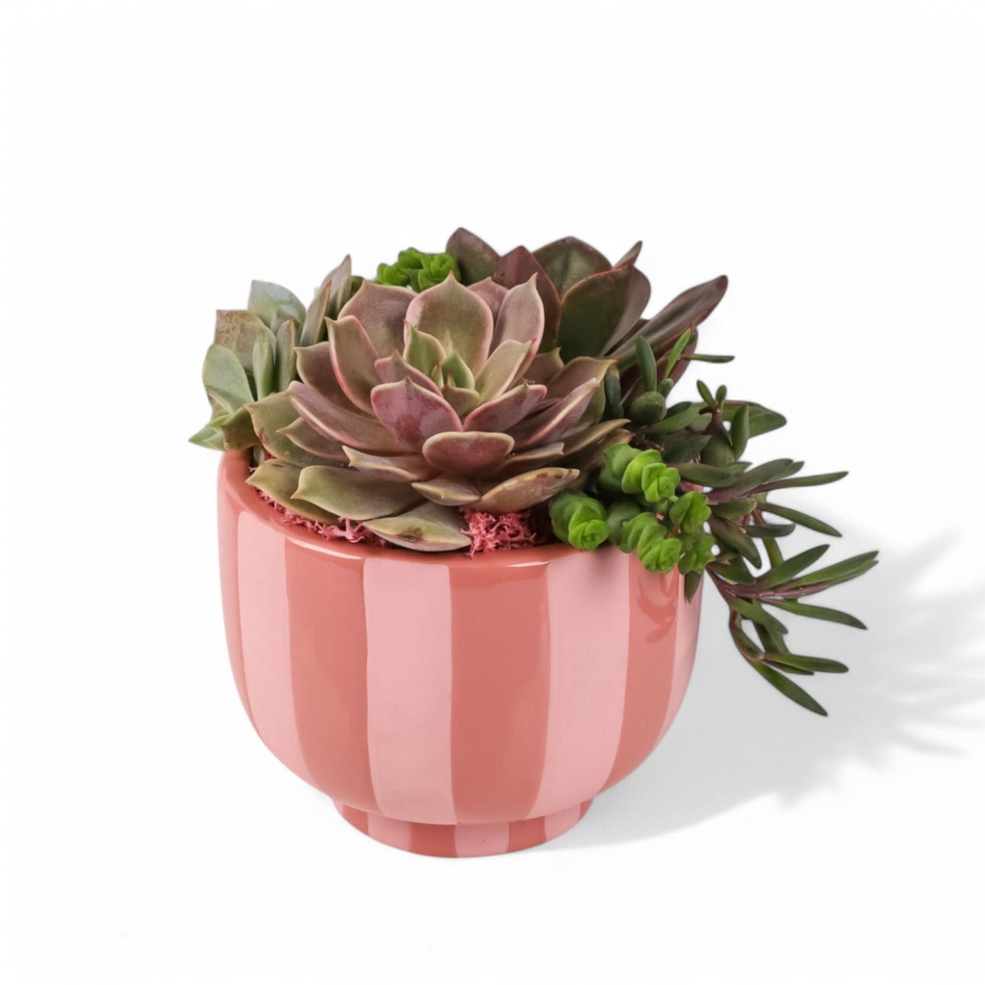 Succulent Sweetie Planting from Green Fresh Florals + Plants